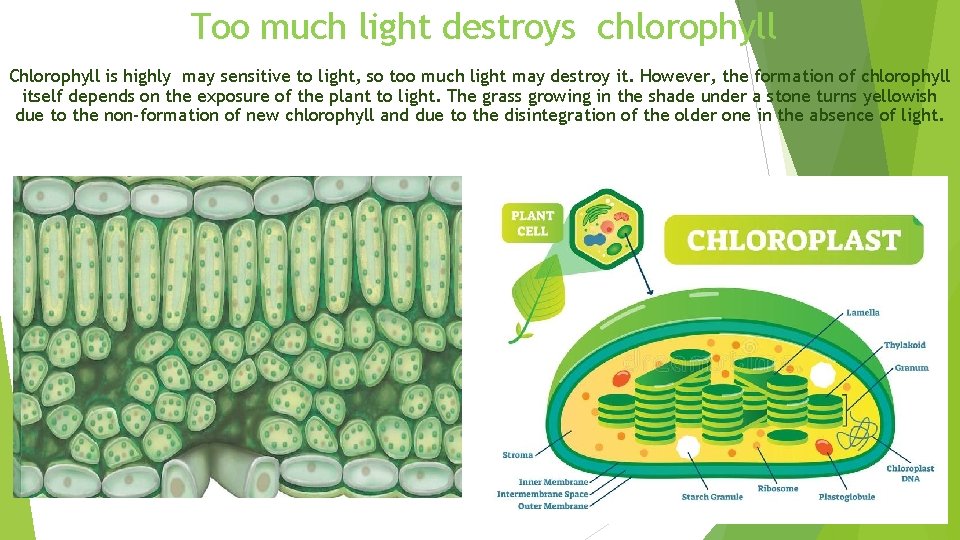 Too much light destroys chlorophyll Chlorophyll is highly may sensitive to light, so too