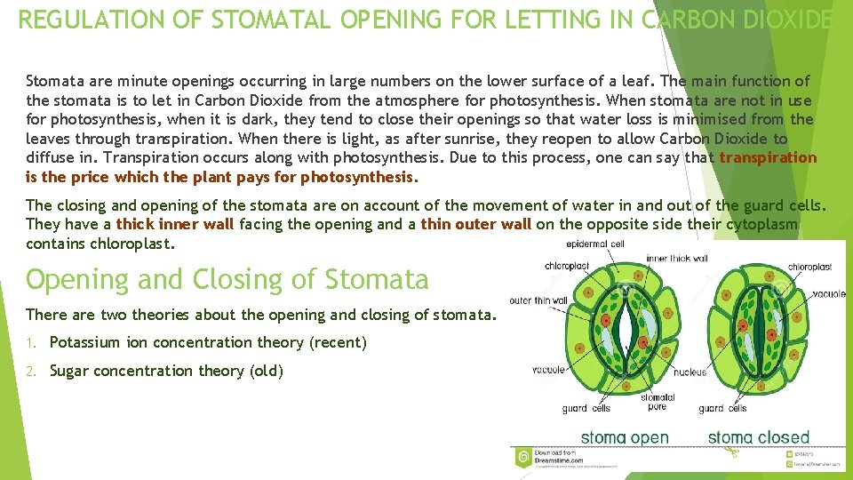 REGULATION OF STOMATAL OPENING FOR LETTING IN CARBON DIOXIDE Stomata are minute openings occurring