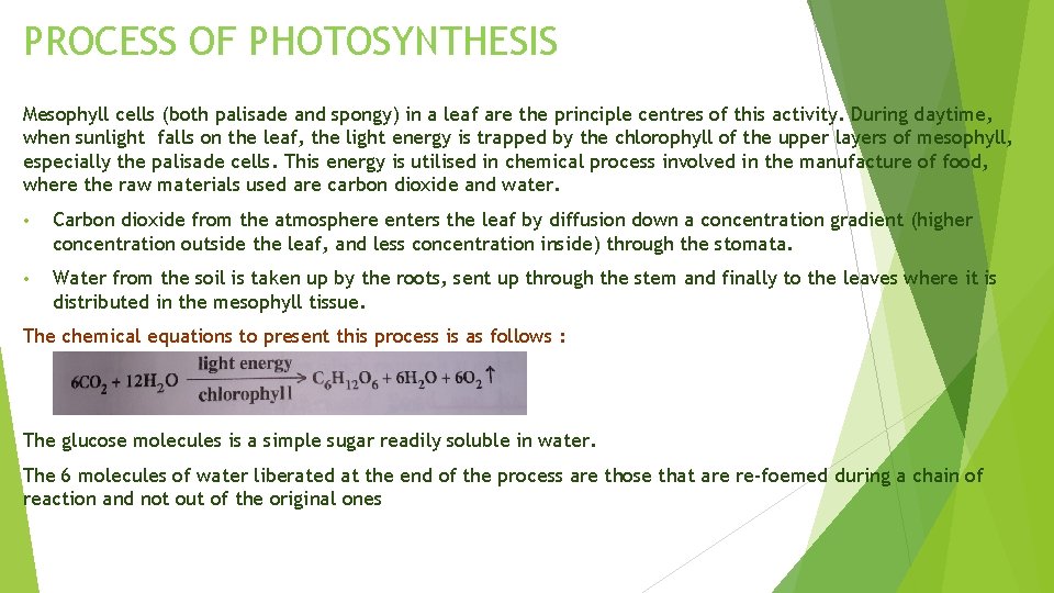 PROCESS OF PHOTOSYNTHESIS Mesophyll cells (both palisade and spongy) in a leaf are the