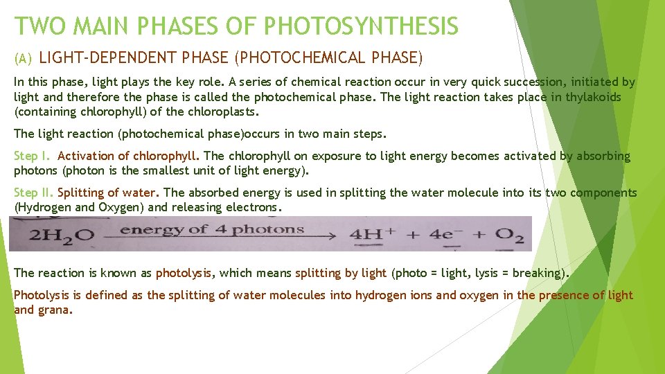 TWO MAIN PHASES OF PHOTOSYNTHESIS (A) LIGHT-DEPENDENT PHASE (PHOTOCHEMICAL PHASE) In this phase, light