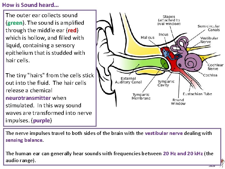 How is Sound heard. . . The outer ear collects sound (green). The sound