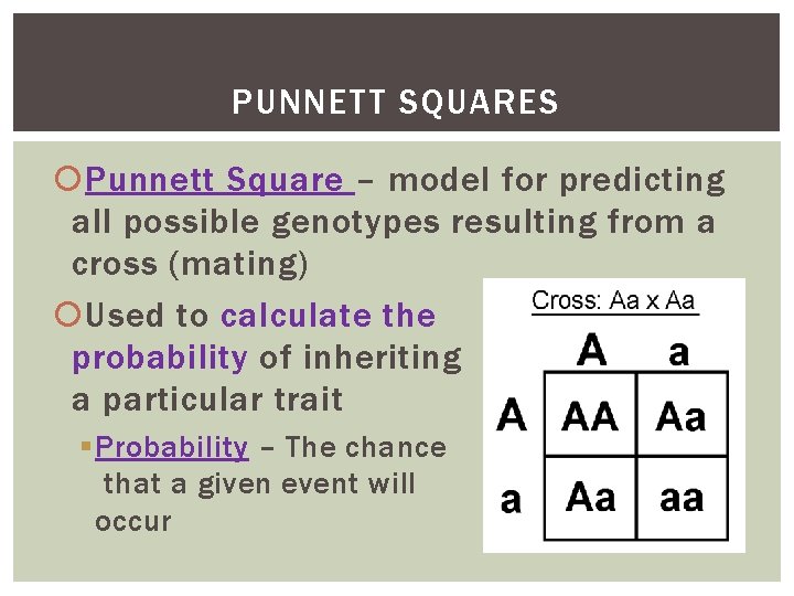 PUNNETT SQUARES Punnett Square – model for predicting all possible genotypes resulting from a