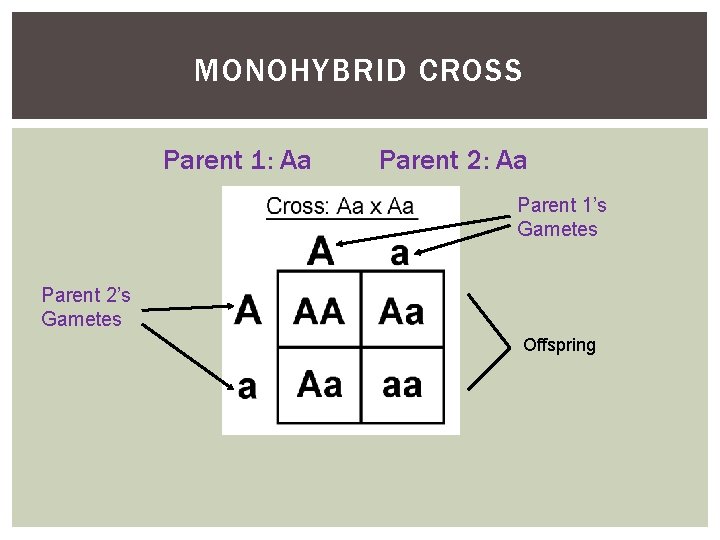MONOHYBRID CROSS Parent 1: Aa Parent 2: Aa Parent 1’s Gametes Parent 2’s Gametes