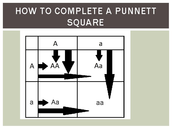 HOW TO COMPLETE A PUNNETT SQUARE a Aa aa 