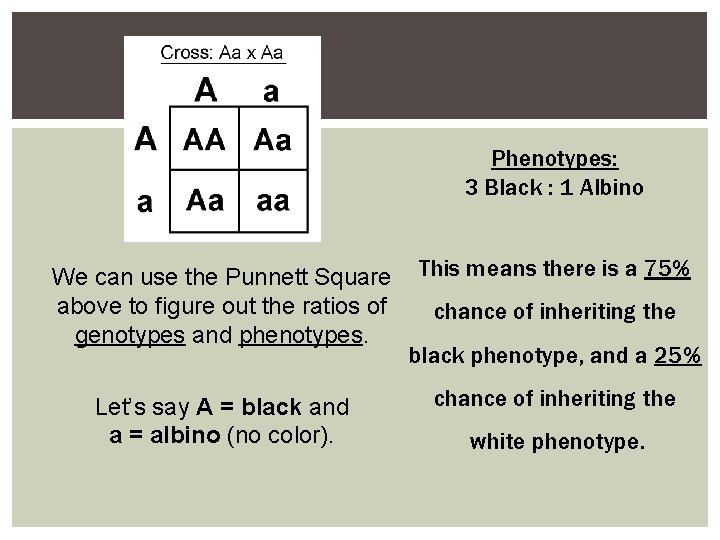Phenotypes: 3 Black : 1 Albino We can use the Punnett Square above to