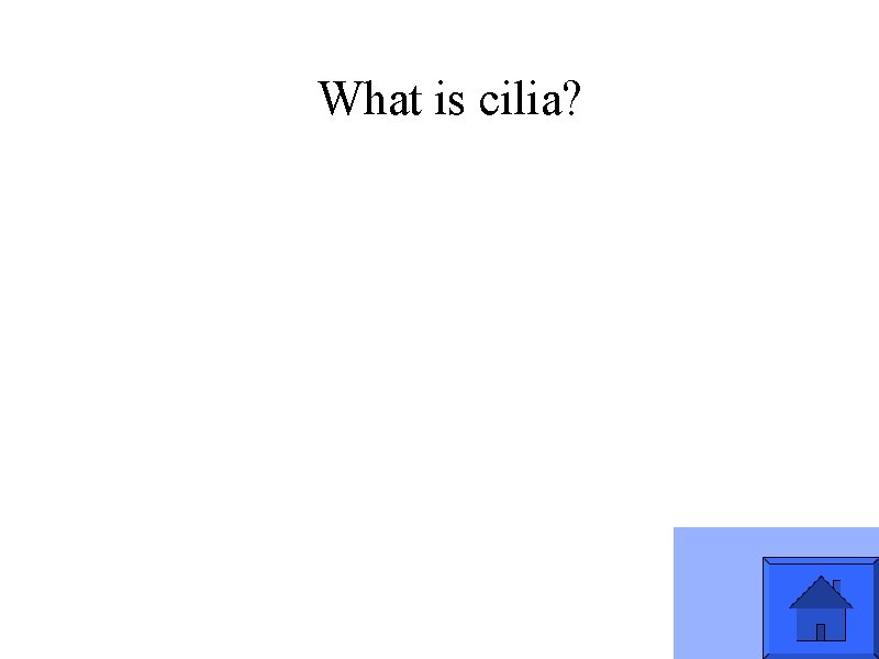 What is cilia? 