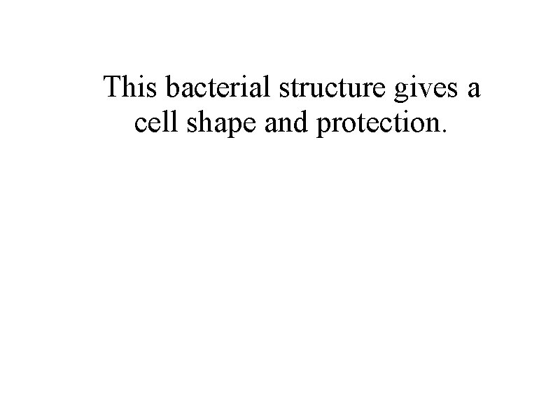 This bacterial structure gives a cell shape and protection. 