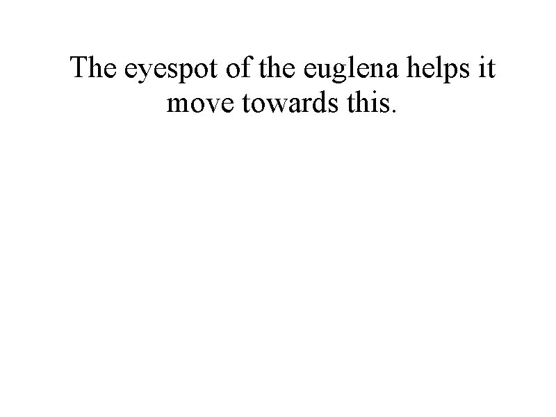 The eyespot of the euglena helps it move towards this. 