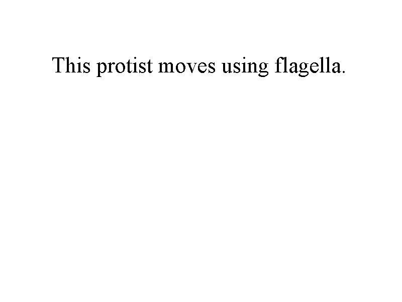 This protist moves using flagella. 