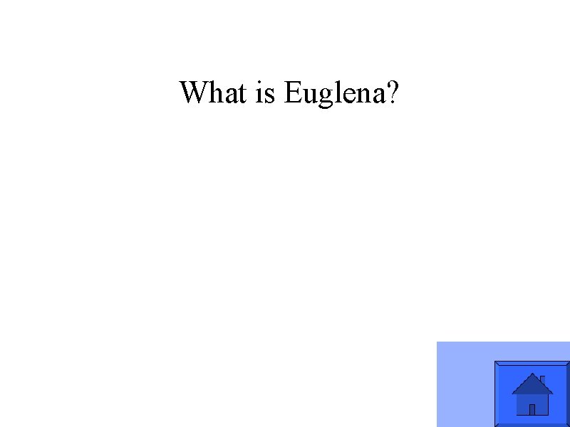 What is Euglena? 