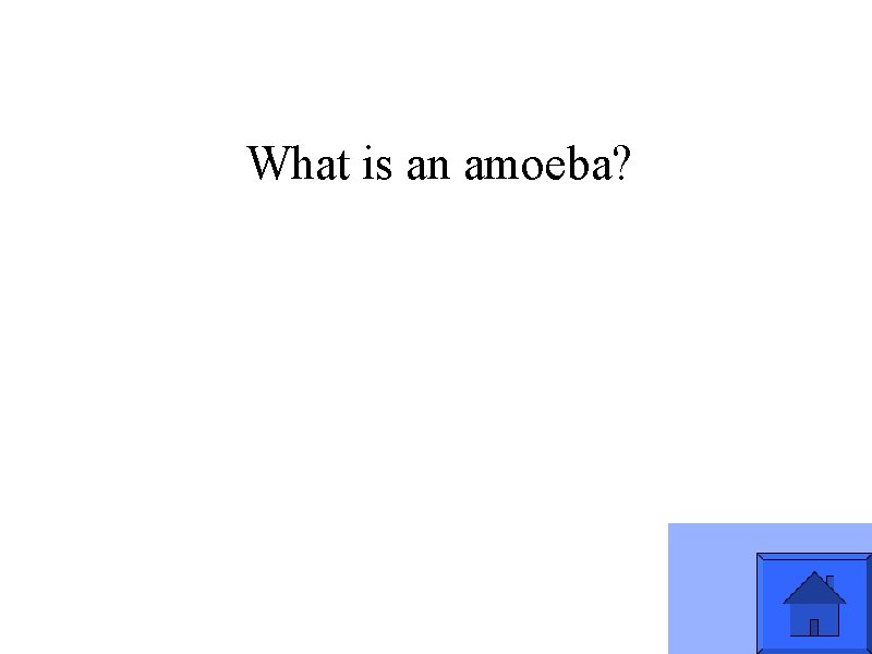 What is an amoeba? 