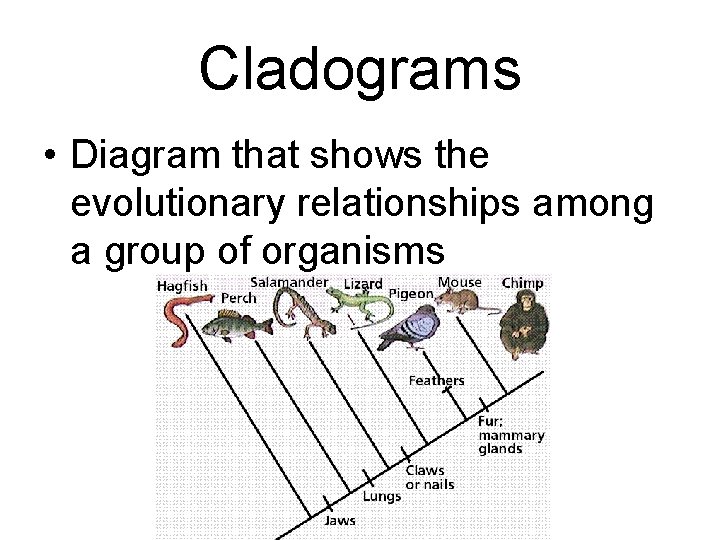 Cladograms • Diagram that shows the evolutionary relationships among a group of organisms 