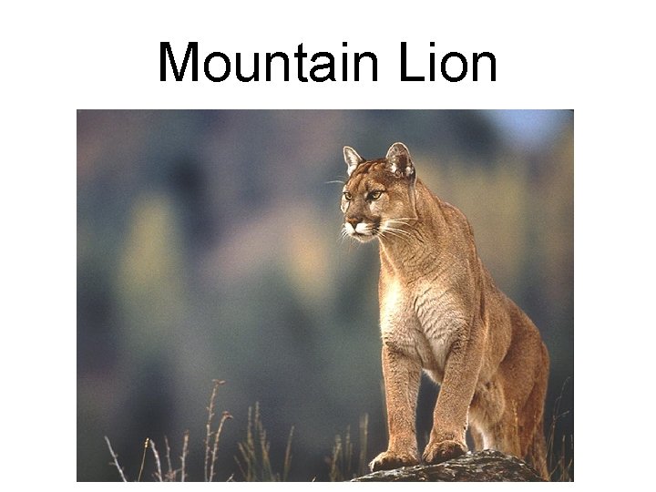 Mountain Lion 