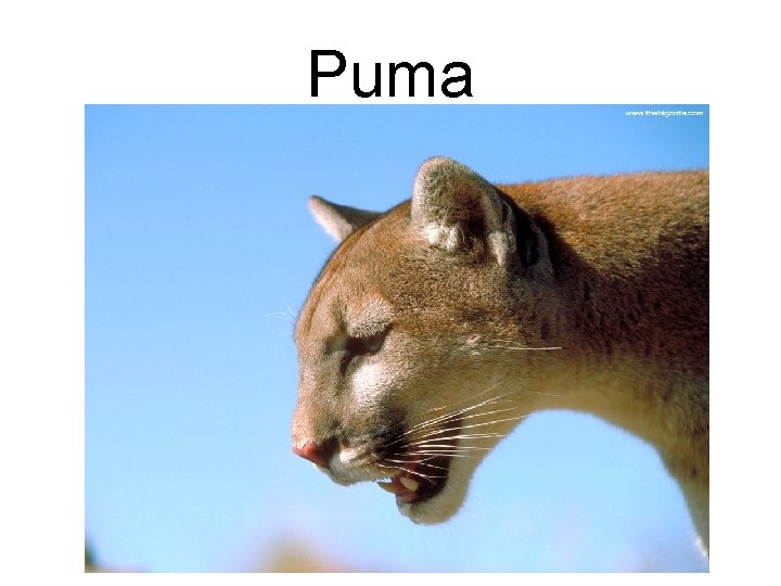 Puma 