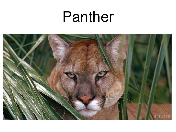 Panther 