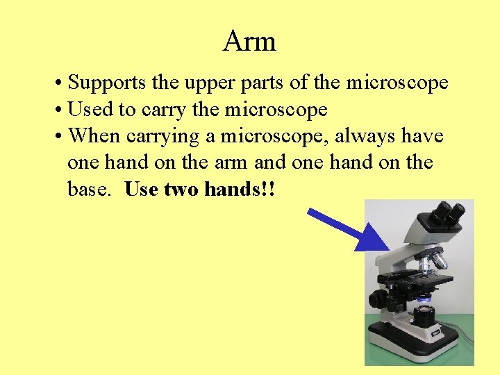 Arm • Supports the upper parts of the microscope • Used to carry the