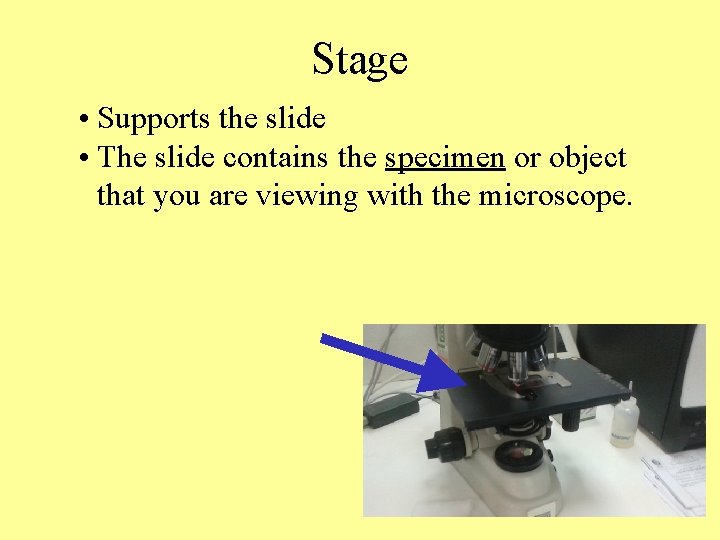 Stage • Supports the slide • The slide contains the specimen or object that