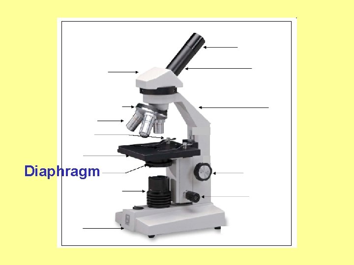 Diaphragm 