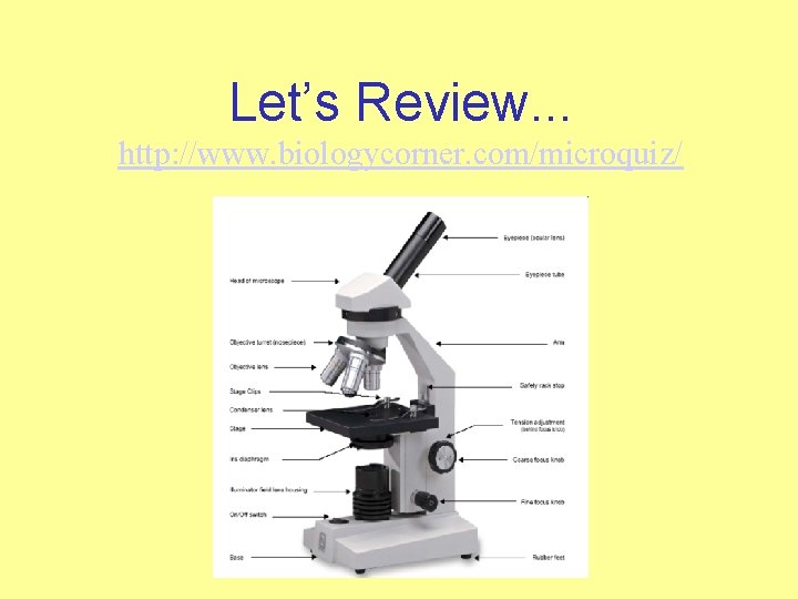 Let’s Review. . . http: //www. biologycorner. com/microquiz/ 