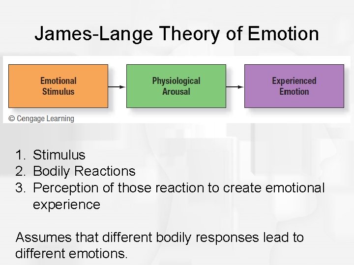James-Lange Theory of Emotion 1. Stimulus 2. Bodily Reactions 3. Perception of those reaction