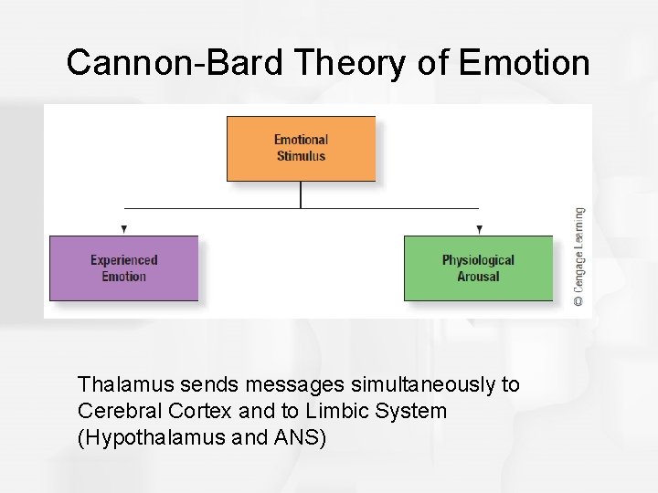 Cannon-Bard Theory of Emotion Thalamus sends messages simultaneously to Cerebral Cortex and to Limbic