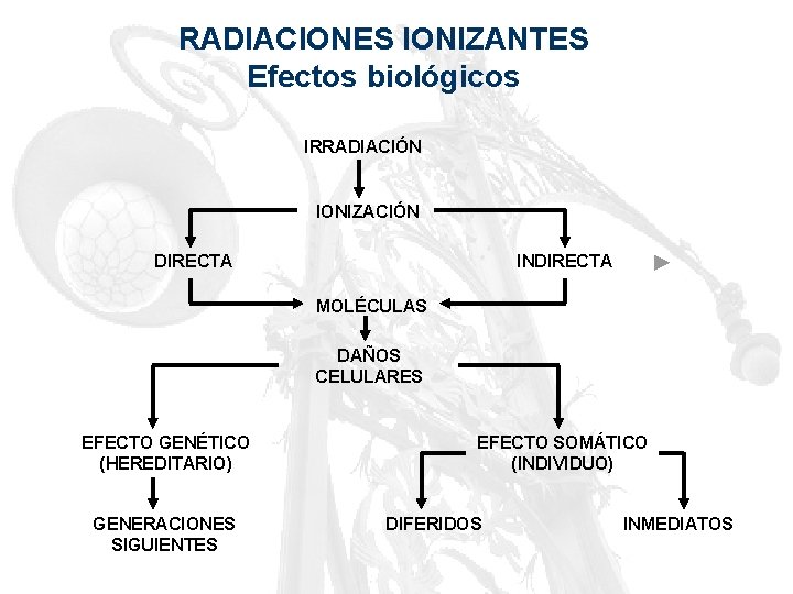 RADIACIONES IONIZANTES Efectos biológicos IRRADIACIÓN IONIZACIÓN DIRECTA INDIRECTA MOLÉCULAS DAÑOS CELULARES EFECTO GENÉTICO (HEREDITARIO)
