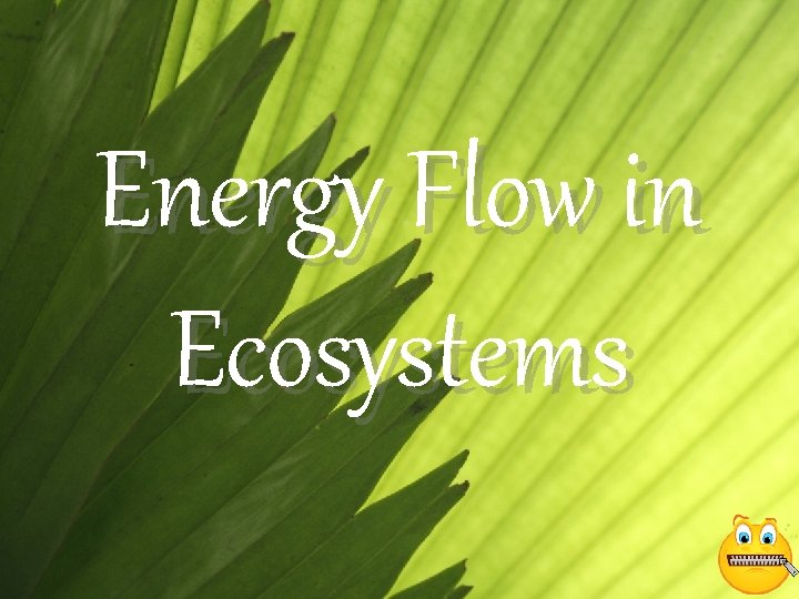 Energy Flow in Ecosystems 