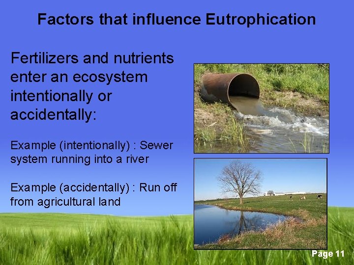 Factors that influence Eutrophication Fertilizers and nutrients enter an ecosystem intentionally or accidentally: Example