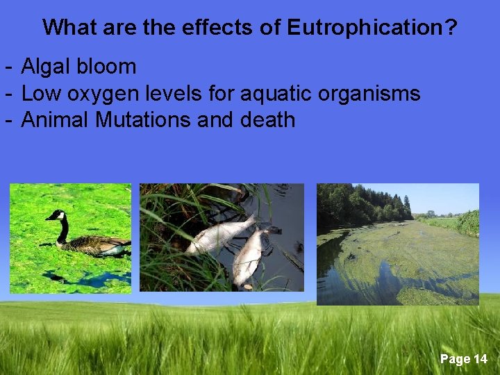 What are the effects of Eutrophication? - Algal bloom - Low oxygen levels for