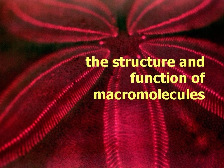 the structure and function of macromolecules 