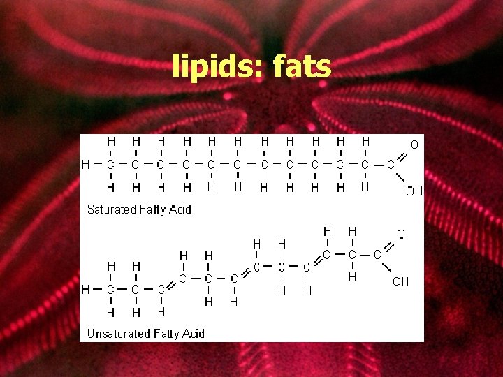 lipids: fats 