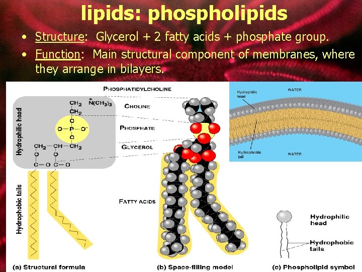 lipids: phospholipids • Structure: Glycerol + 2 fatty acids + phosphate group. • Function: