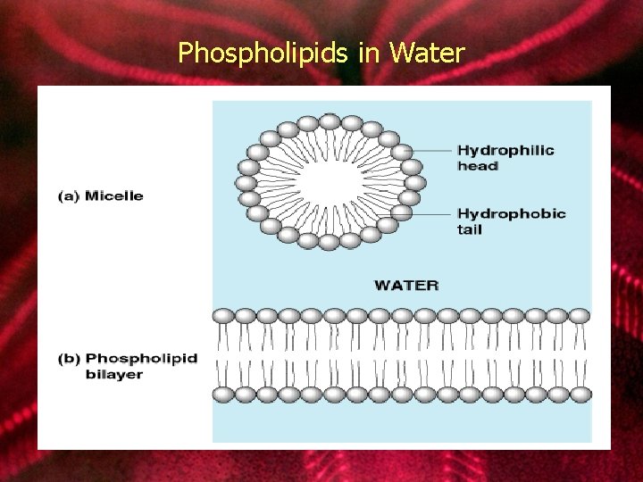 Phospholipids in Water 