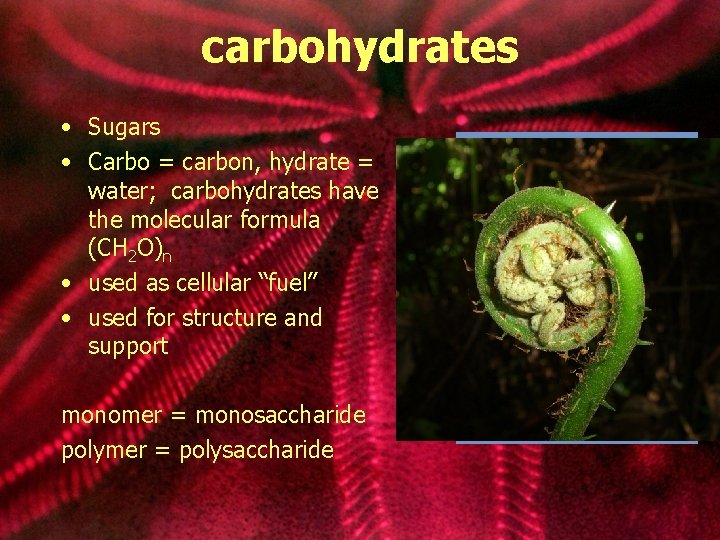 carbohydrates • Sugars • Carbo = carbon, hydrate = water; carbohydrates have the molecular