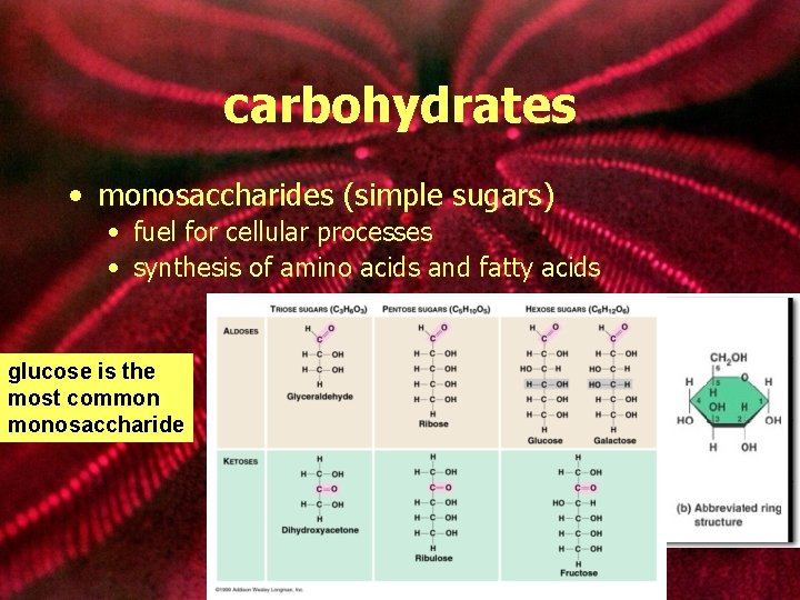 carbohydrates • monosaccharides (simple sugars) • fuel for cellular processes • synthesis of amino