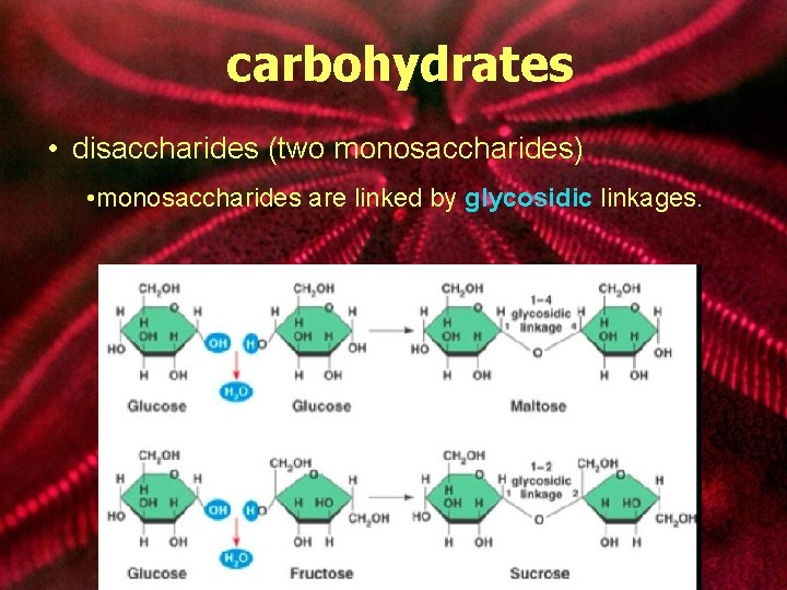 carbohydrates • disaccharides (two monosaccharides) • monosaccharides are linked by glycosidic linkages. 