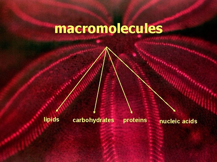 macromolecules lipids carbohydrates proteins nucleic acids 