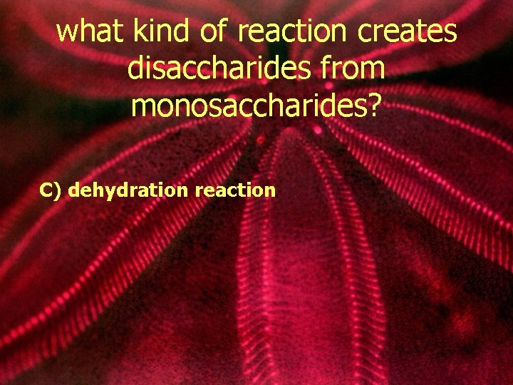 what kind of reaction creates disaccharides from monosaccharides? C) dehydration reaction 