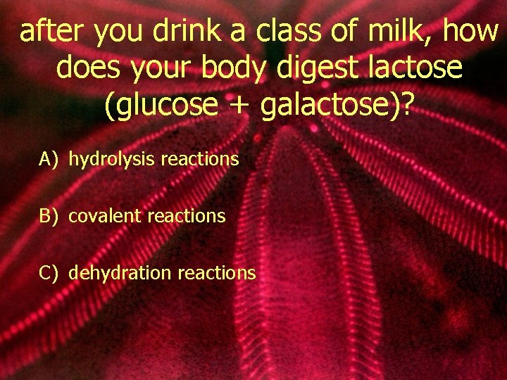 after you drink a class of milk, how does your body digest lactose (glucose