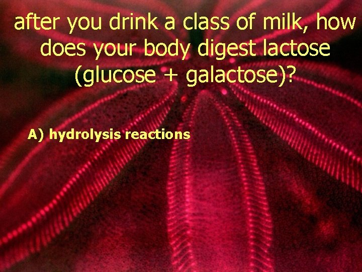 after you drink a class of milk, how does your body digest lactose (glucose