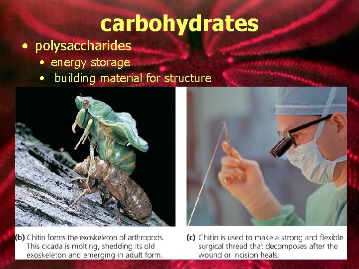 carbohydrates • polysaccharides • energy storage • building material for structure 
