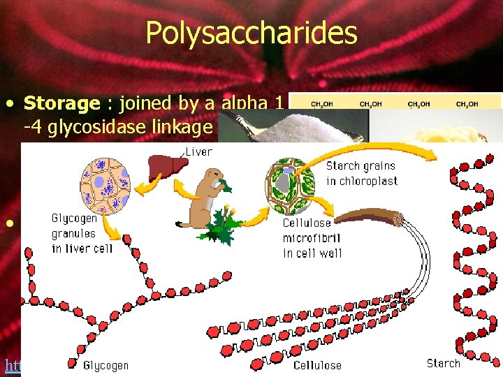 Polysaccharides • Storage : joined by a alpha 1 -4 glycosidase linkage • Starch: