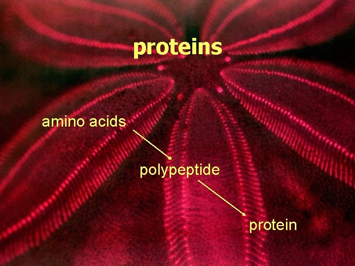 proteins amino acids polypeptide protein 