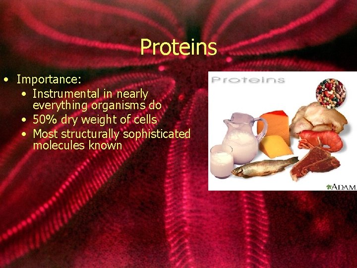 Proteins • Importance: • Instrumental in nearly everything organisms do • 50% dry weight