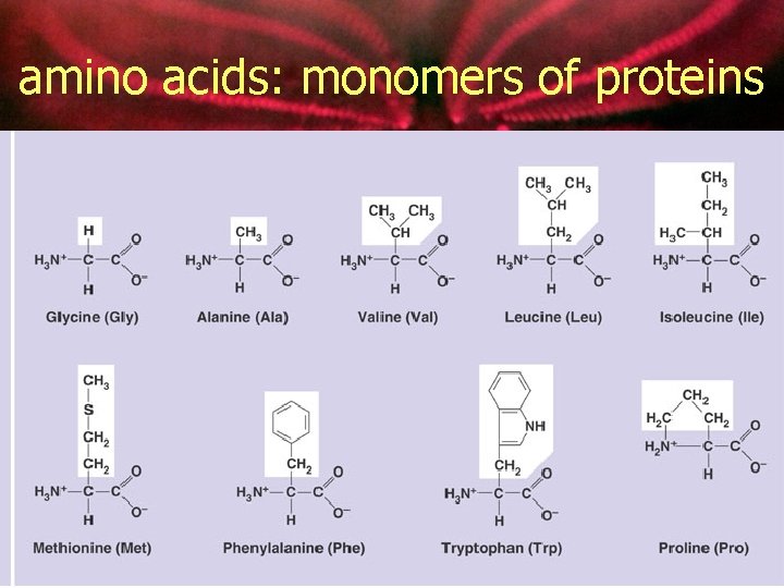 amino acids: monomers of proteins 