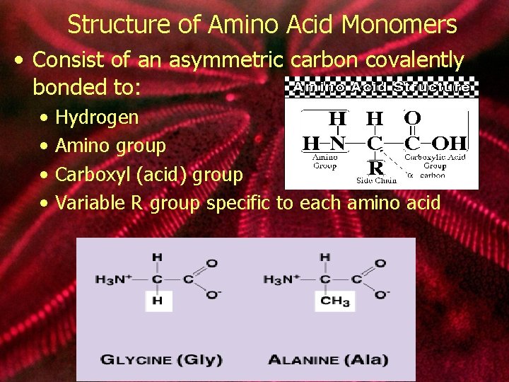 Structure of Amino Acid Monomers • Consist of an asymmetric carbon covalently bonded to: