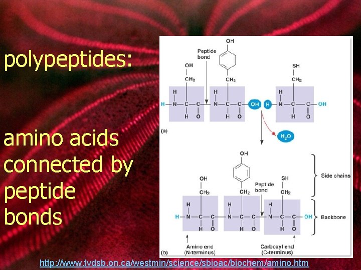 polypeptides: amino acids connected by peptide bonds http: //www. tvdsb. on. ca/westmin/science/sbioac/biochem/amino. htm 