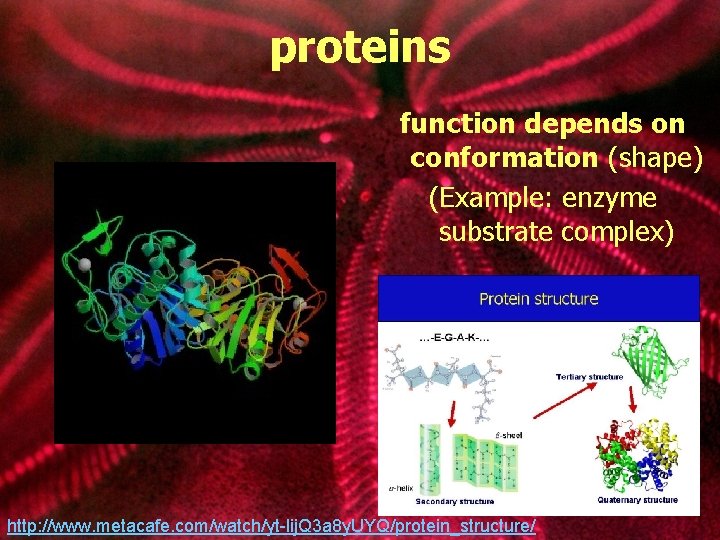 proteins function depends on conformation (shape) (Example: enzyme substrate complex) http: //www. metacafe. com/watch/yt-lij.