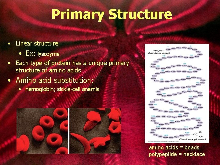 Primary Structure • Linear structure • Ex: lysozyme • Each type of protein has
