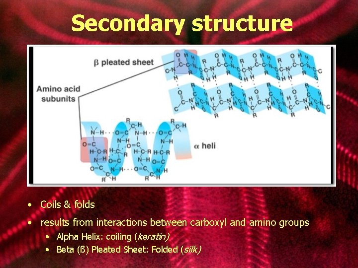 Secondary structure • Coils & folds • results from interactions between carboxyl and amino